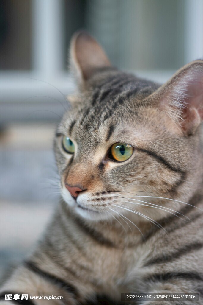 斑纹猫咪侧头凝视