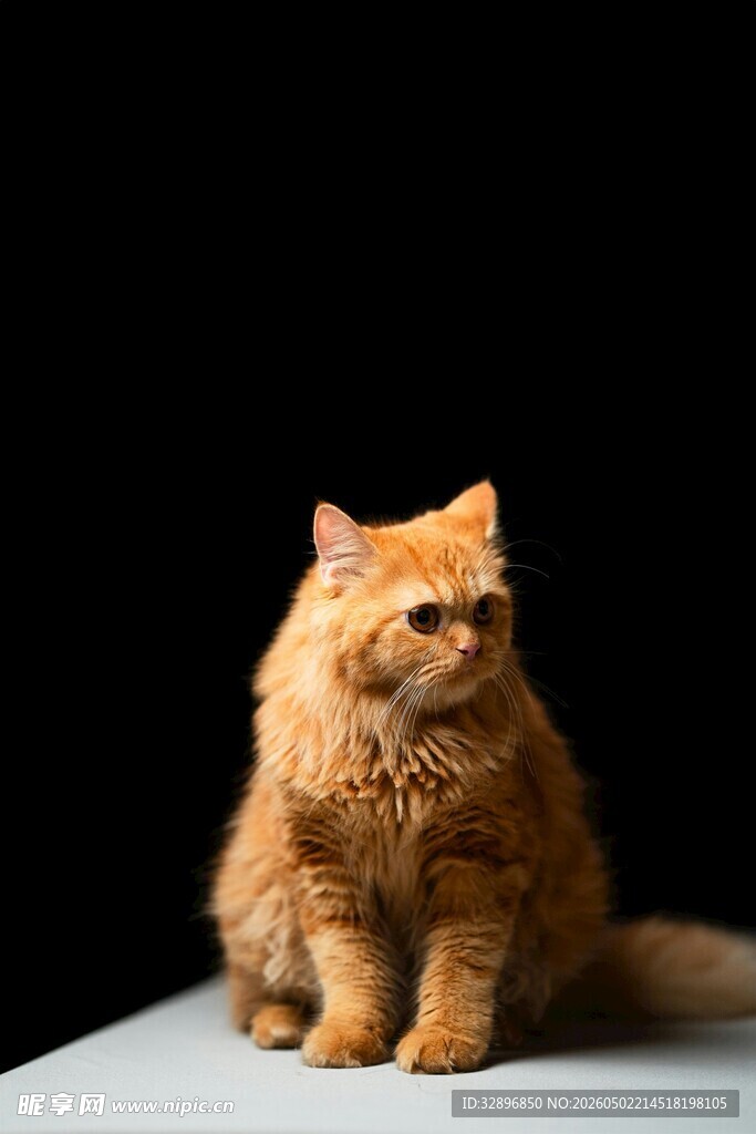 橘色猫咪端坐