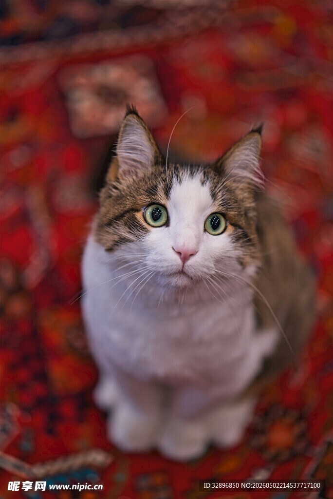 可爱猫咪坐于多彩地毯上