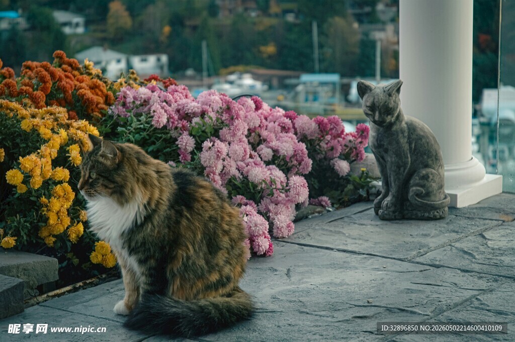 猫咪赏菊图