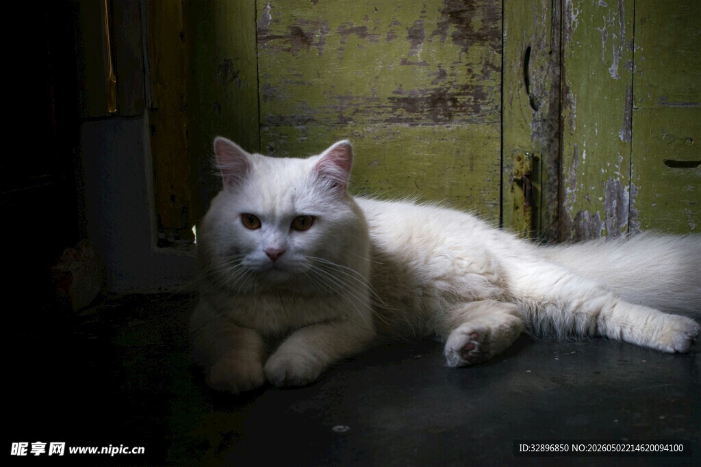 门边的白色猫咪
