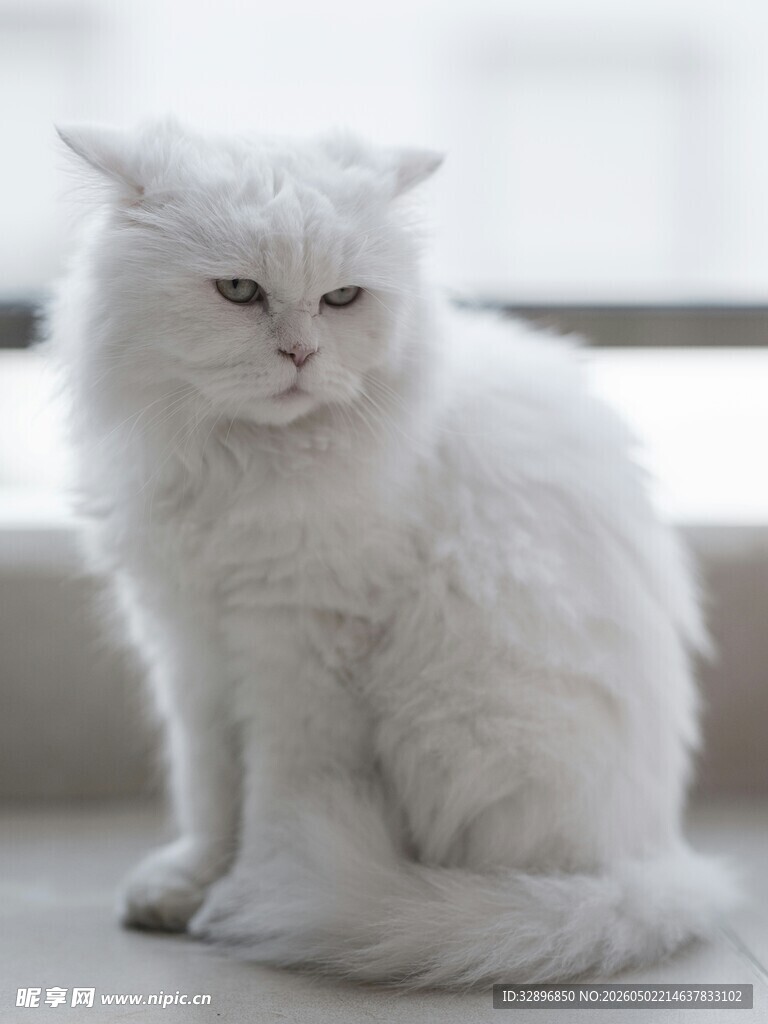 白色长毛猫坐于窗前