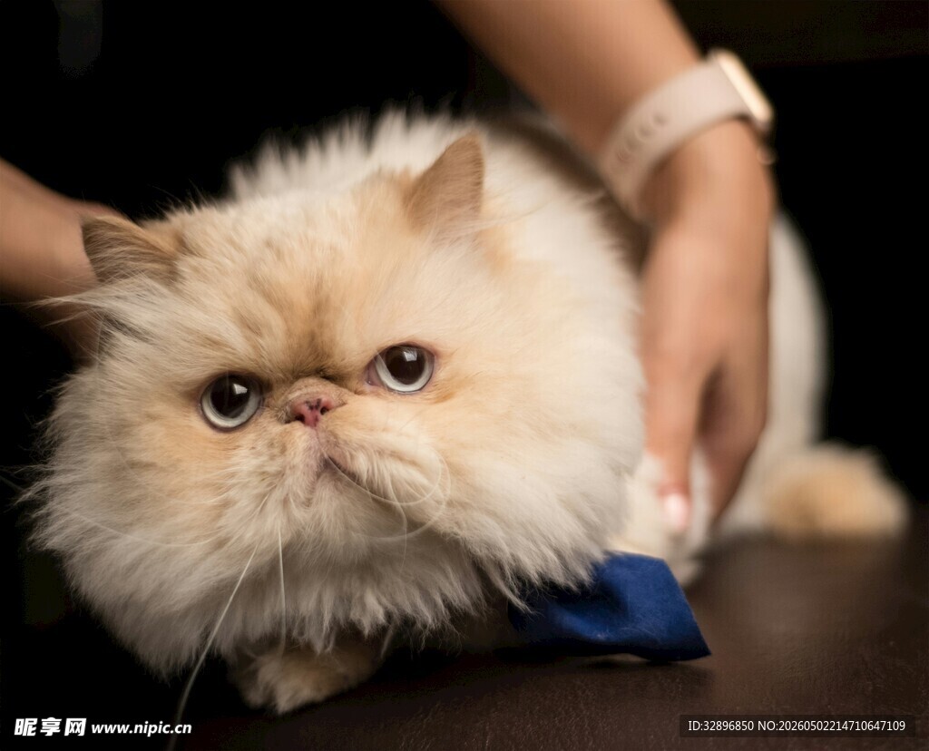 给猫咪梳毛的温馨瞬间