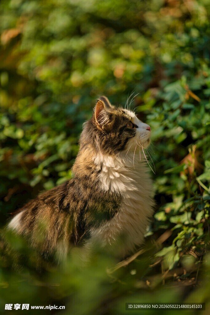 草丛中的猫咪