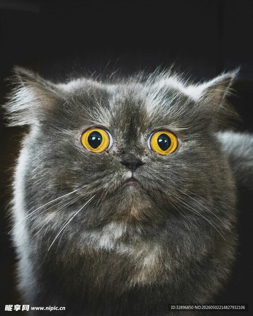 瞪大眼睛的灰毛猫咪