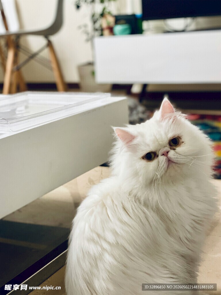 可爱白毛猫咪乖巧端坐