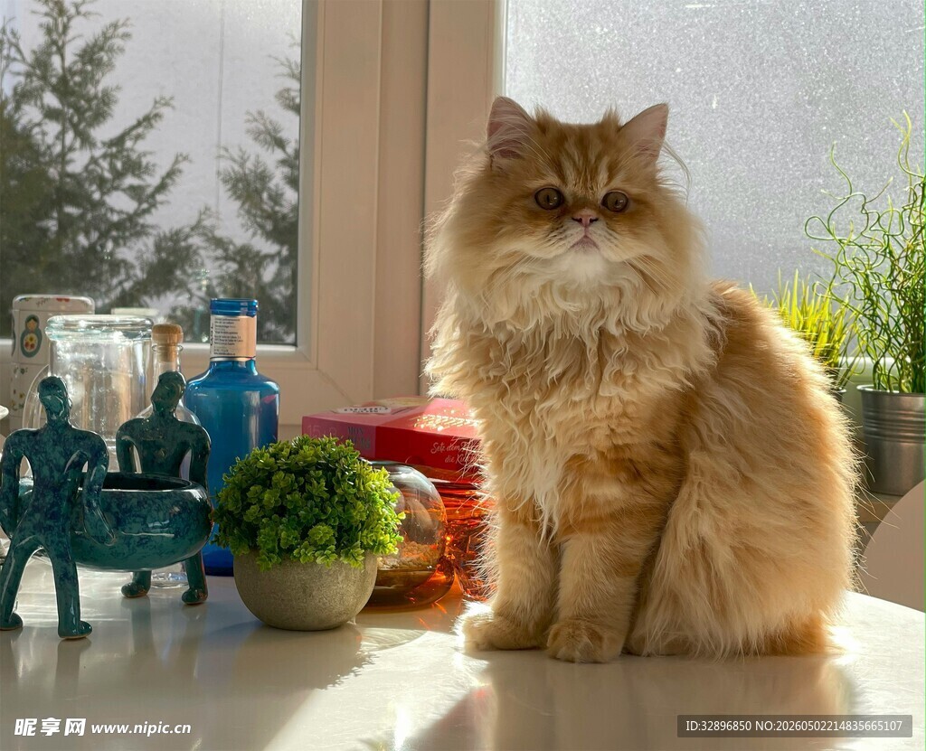 窗边长毛猫的惬意时光