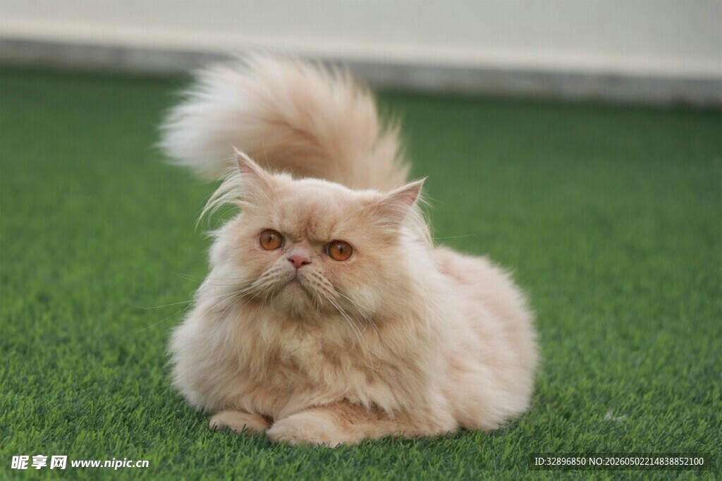 长毛波斯猫趴于绿草地上