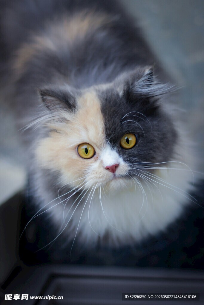 双色脸萌猫特写