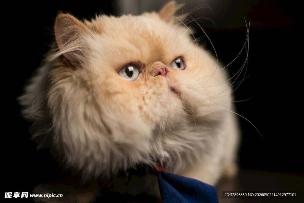 可爱长毛波斯猫抬头瞬间