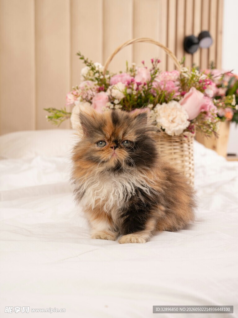 猫咪卧于鲜花篮旁