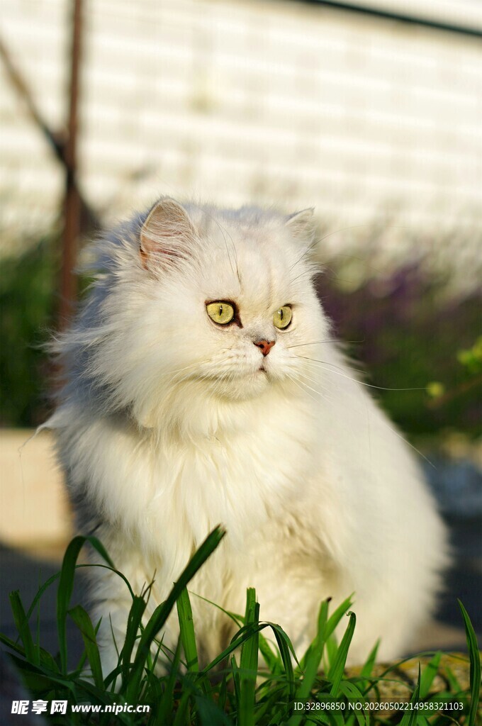 草地上的白毛猫咪