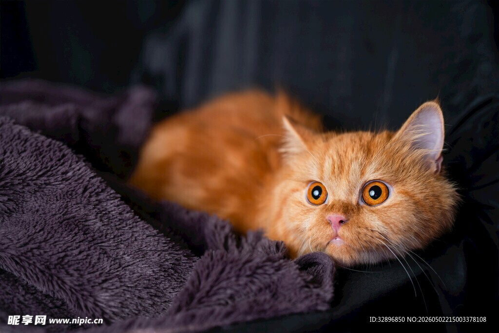 橘色萌猫慵懒躺卧