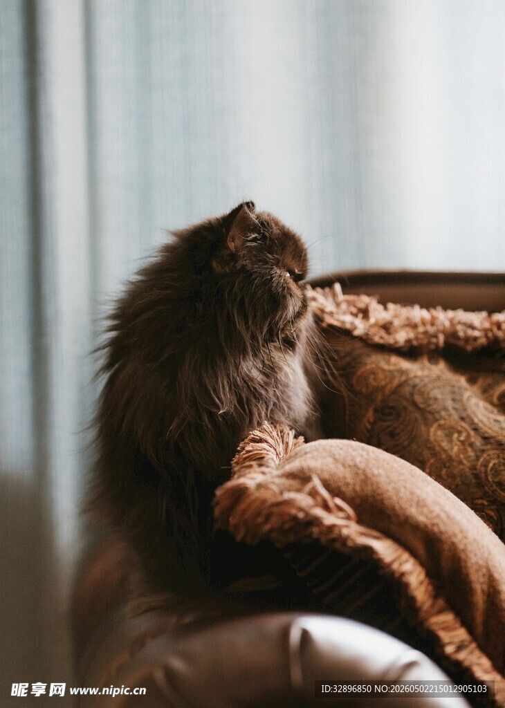 慵懒猫咪趴卧柔软沙发上