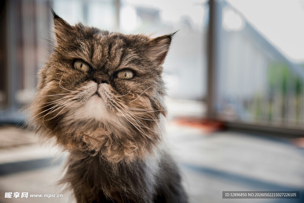 长毛猫咪的可爱瞬间