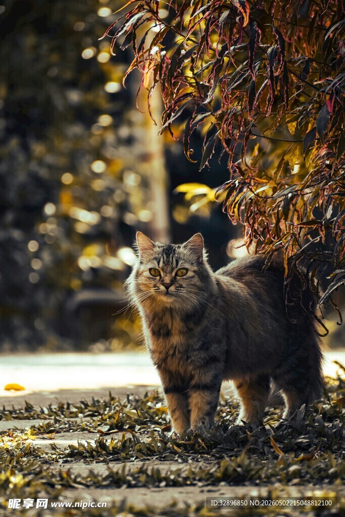 秋日林间的可爱猫咪