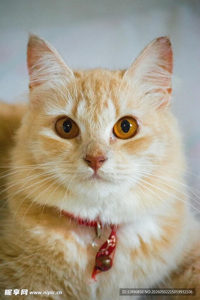 可爱橘猫佩戴喜庆铃铛