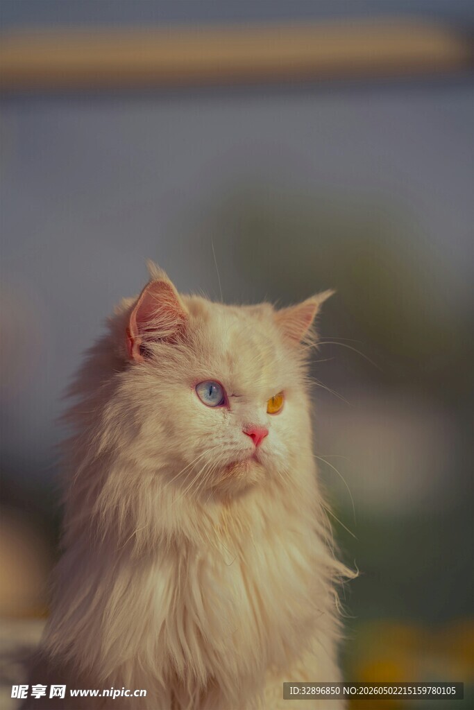 长毛波斯猫侧颜特写