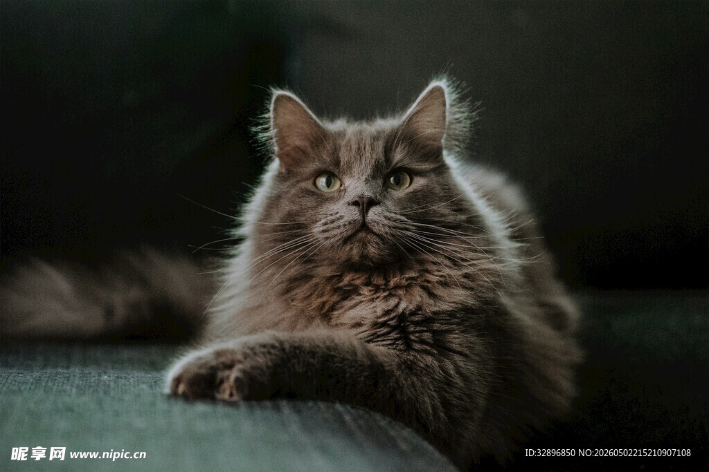 慵懒长毛猫惬意趴卧