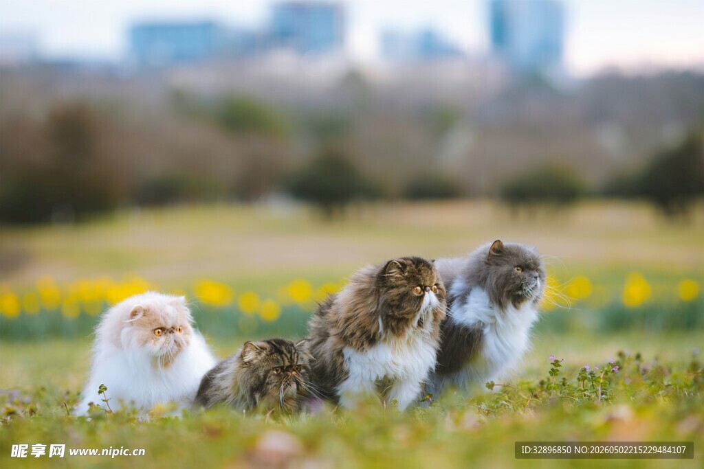 草地上的几只可爱猫咪