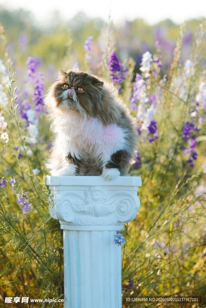 猫咪坐于蓝柱赏紫色花丛