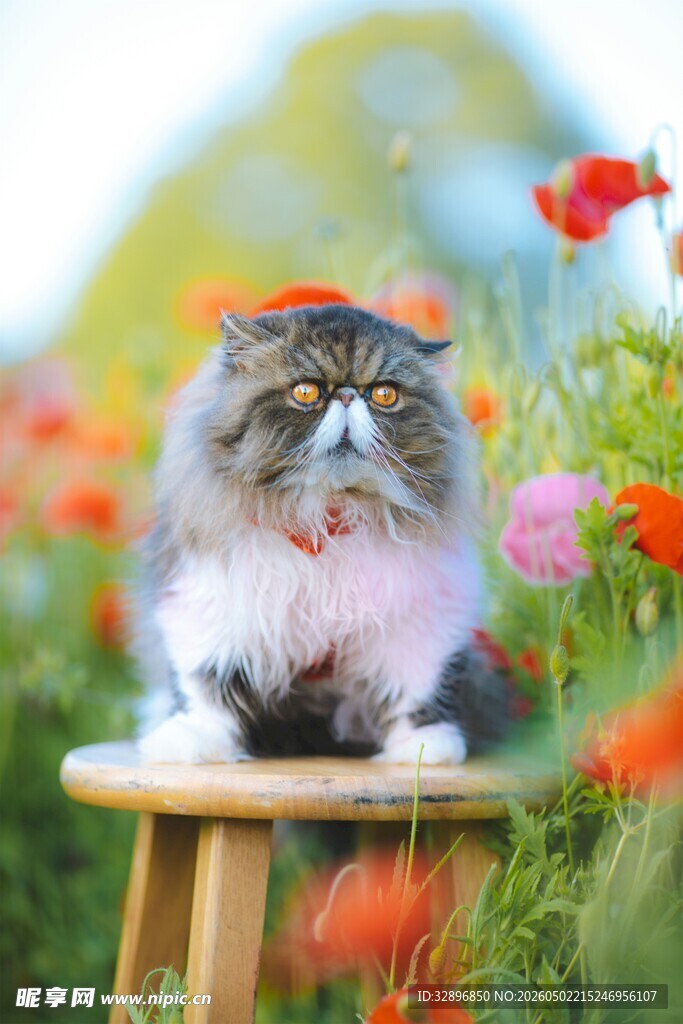 萌猫端坐花丛小木凳上