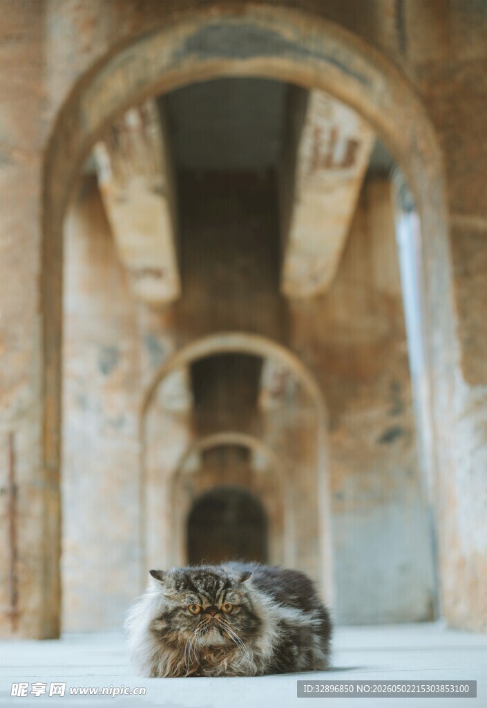 古建内休憩的猫咪