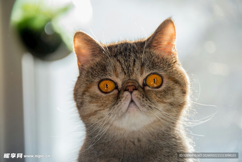 呆萌猫咪睁大眼睛看世界