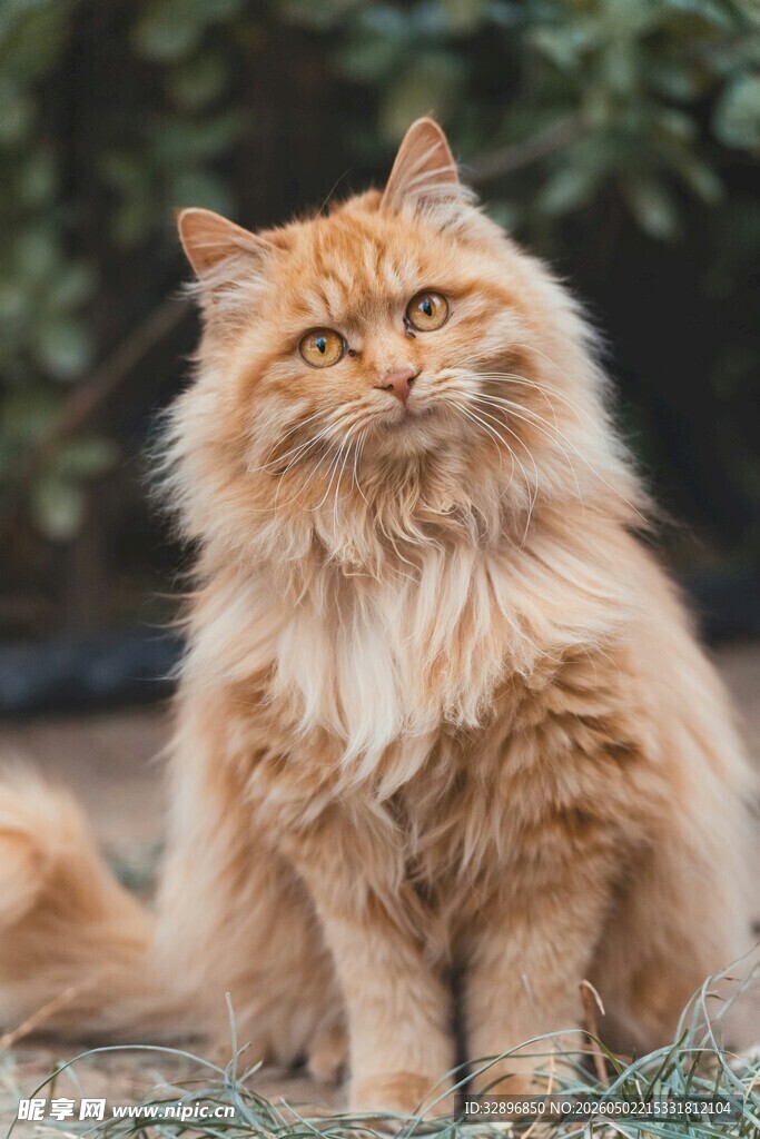 橘色长毛猫优雅端坐
