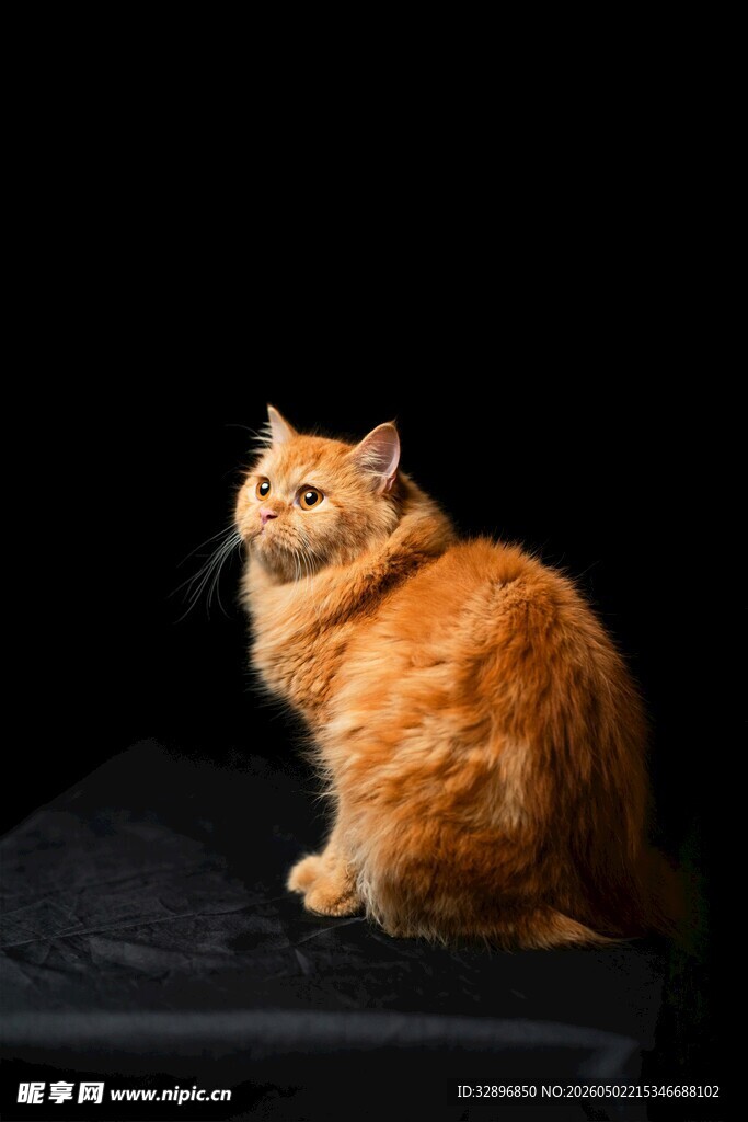 橘色猫咪端坐黑色背景前