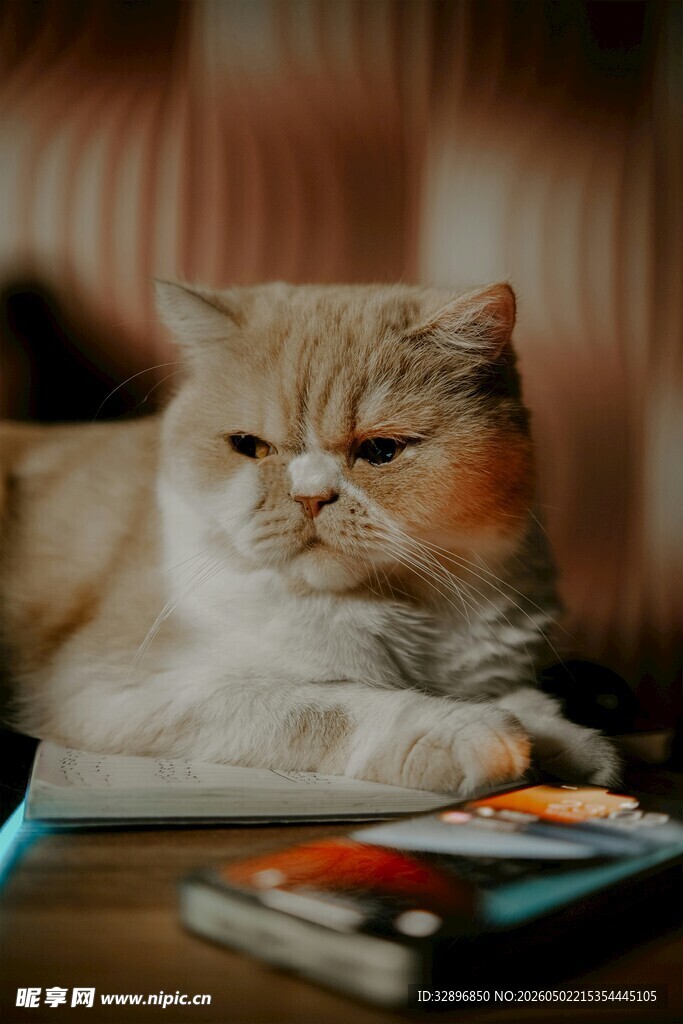 慵懒猫咪趴于零食旁