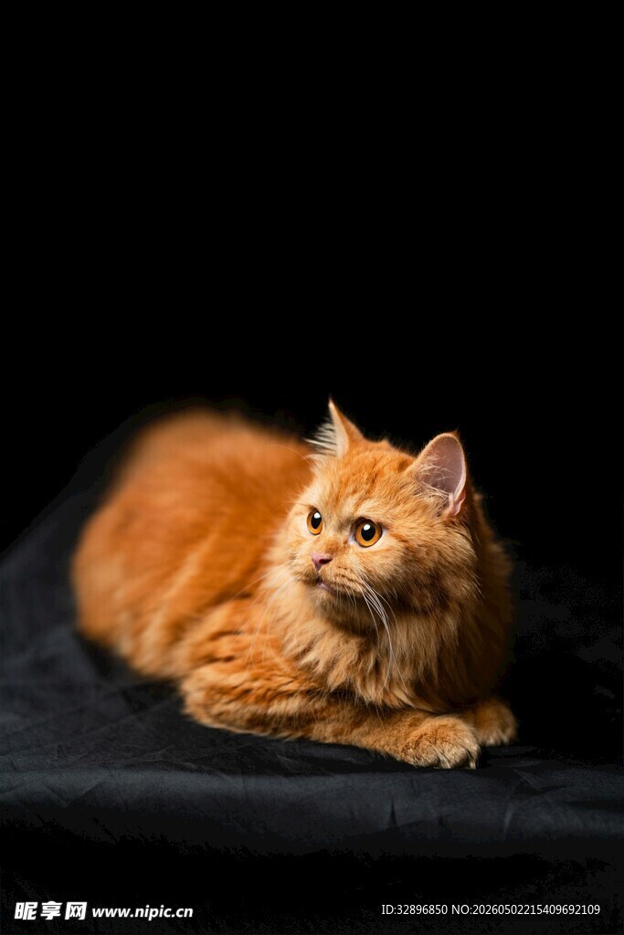 橘色长毛猫优雅趴卧