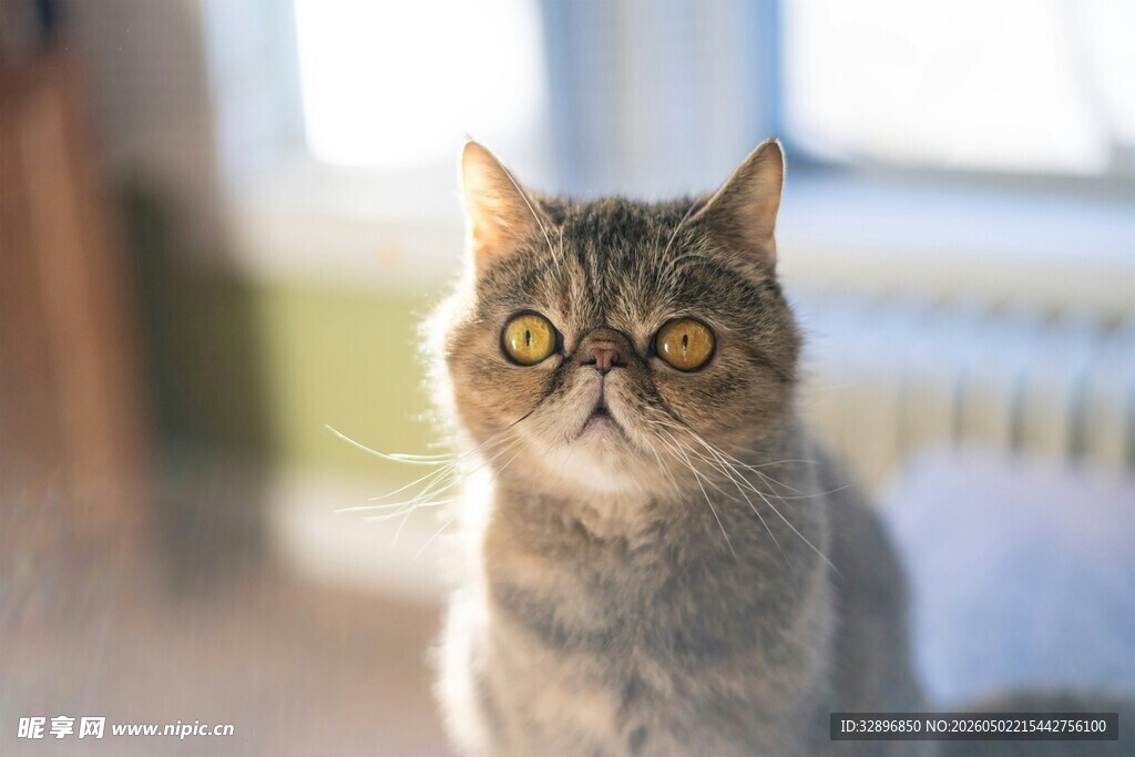 呆萌猫咪睁大眼睛瞧着