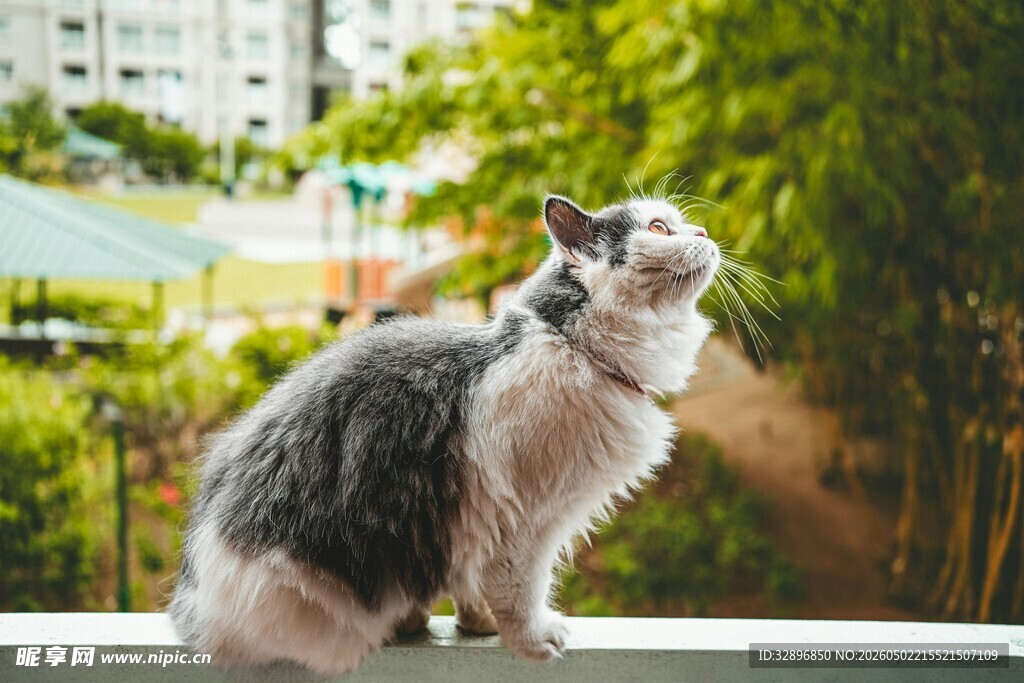 窗边萌猫望景