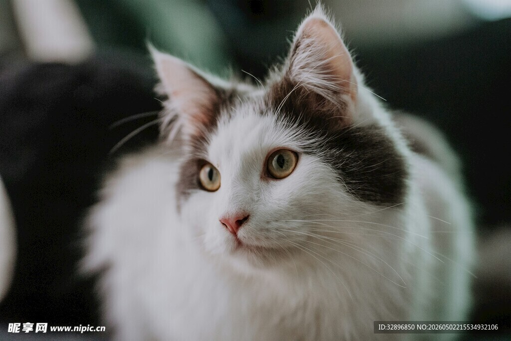 可爱长毛猫侧头凝视