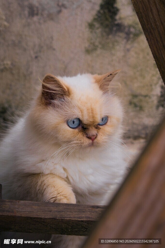 蓝眼布偶猫趴在木边