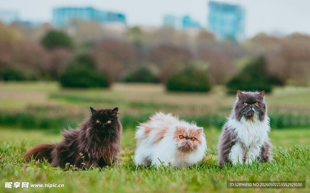 草地上的三只可爱猫咪