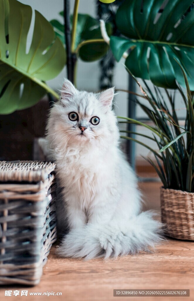 优雅长毛猫坐于绿植旁