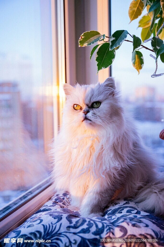 窗边的长毛猫