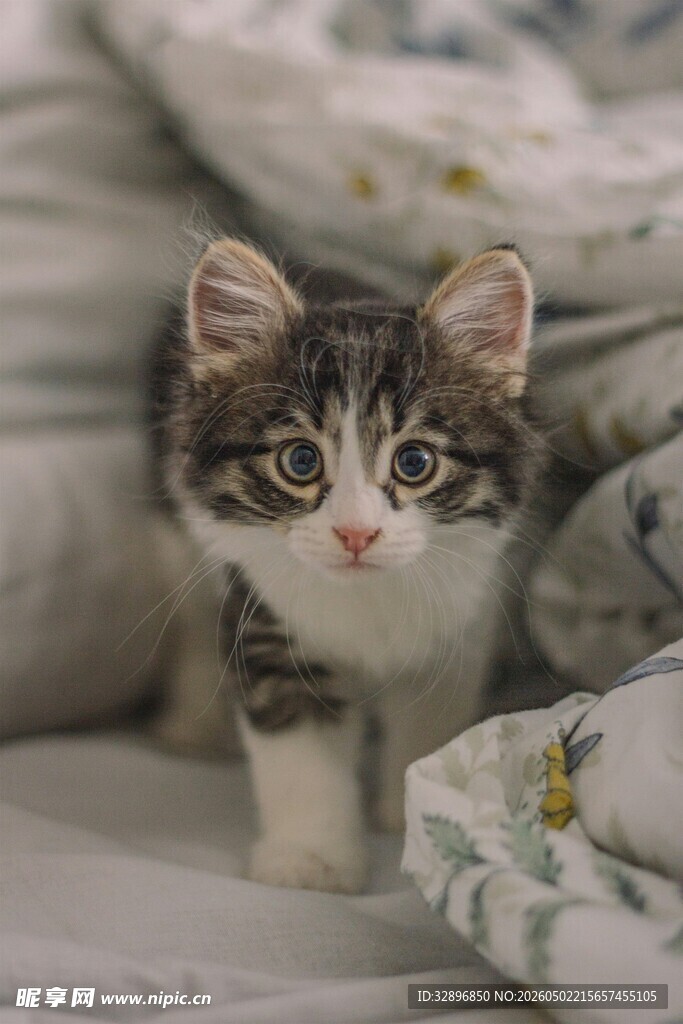 可爱小猫咪趴在柔软织物上