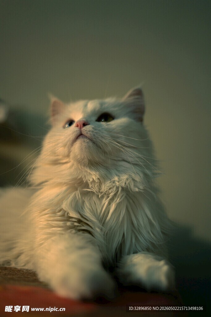 可爱长毛猫仰头望向上方