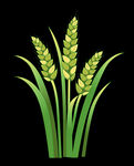 麦穗插画