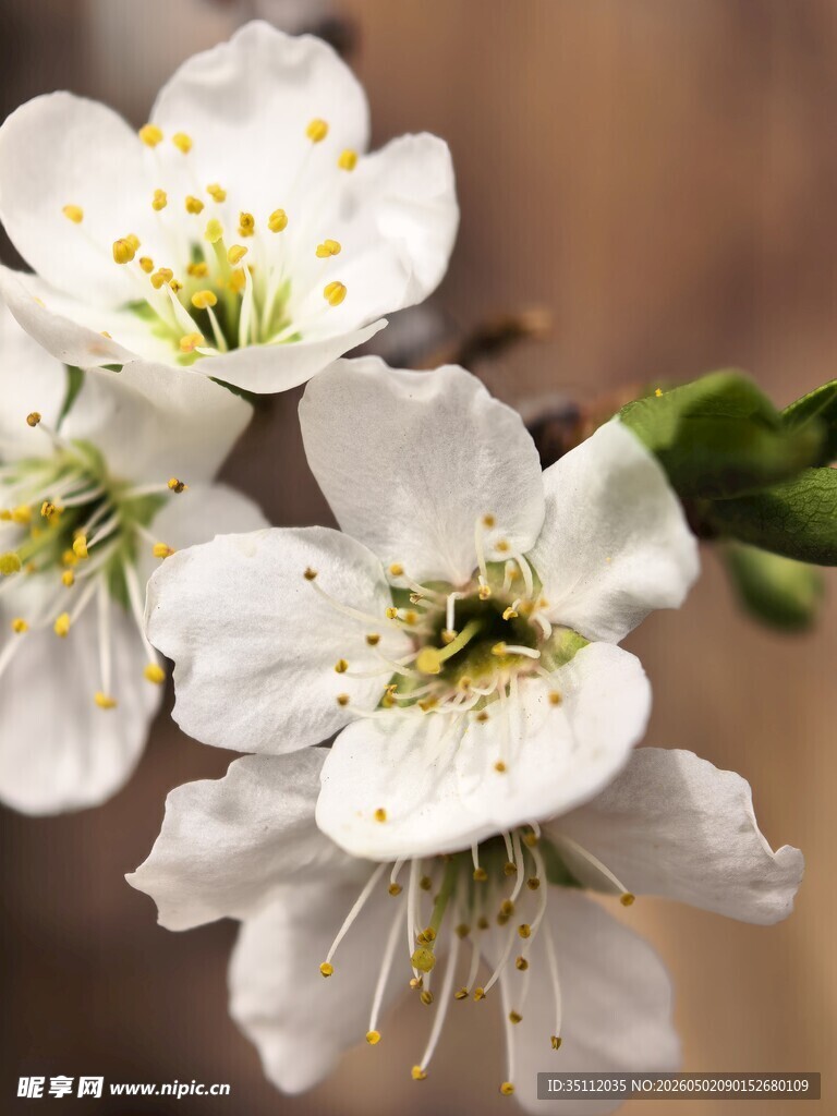 李子花