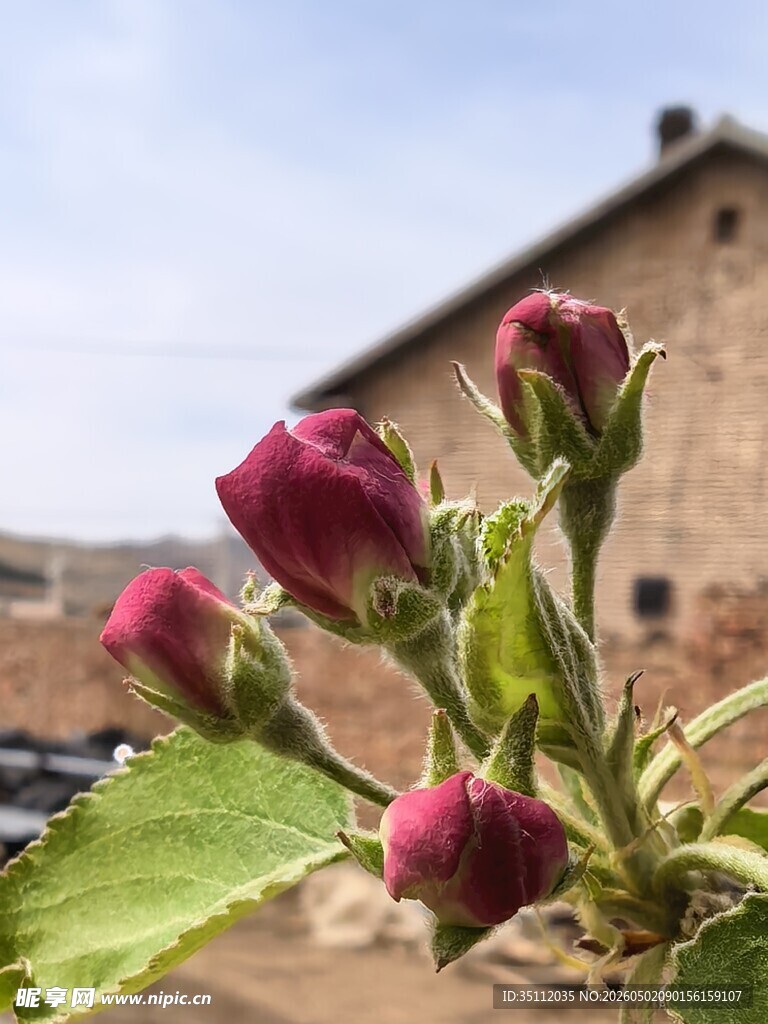 沙果花蕾
