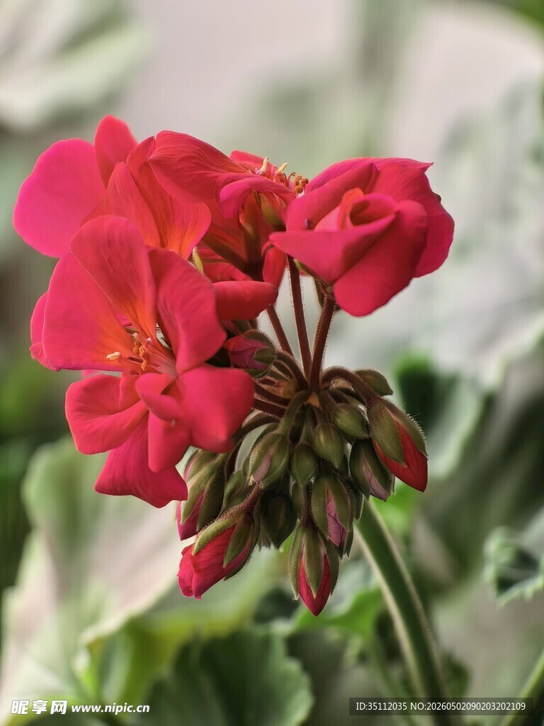 娇艳红色天竺葵花朵特写