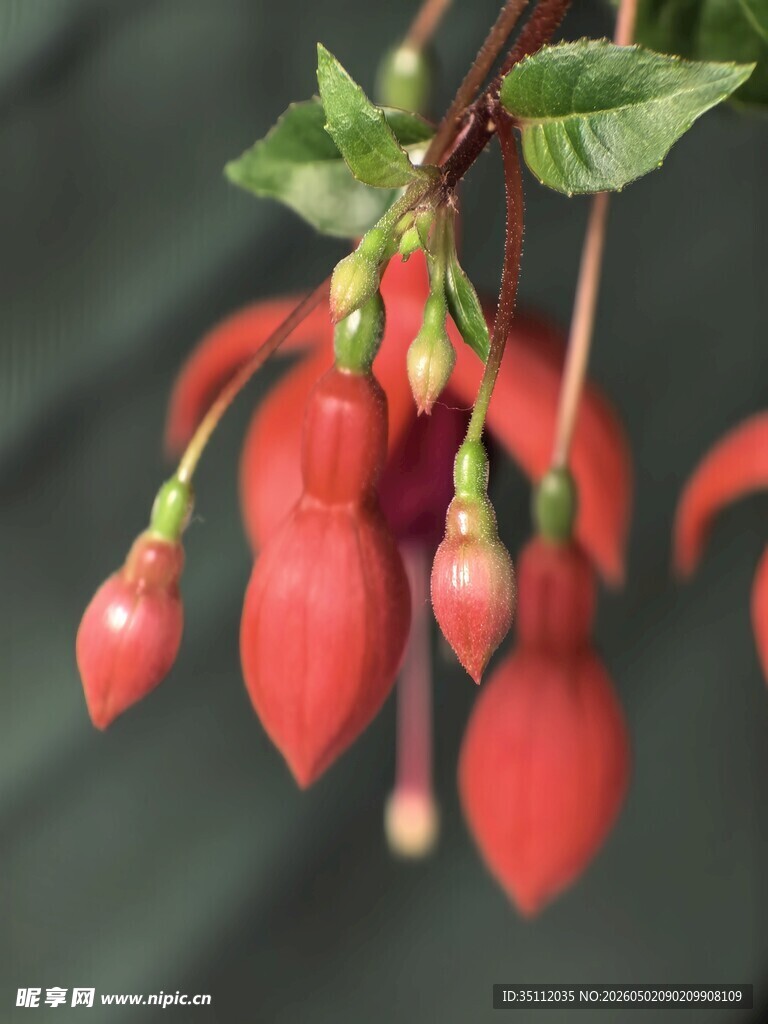 垂吊红铃花 娇艳欲滴