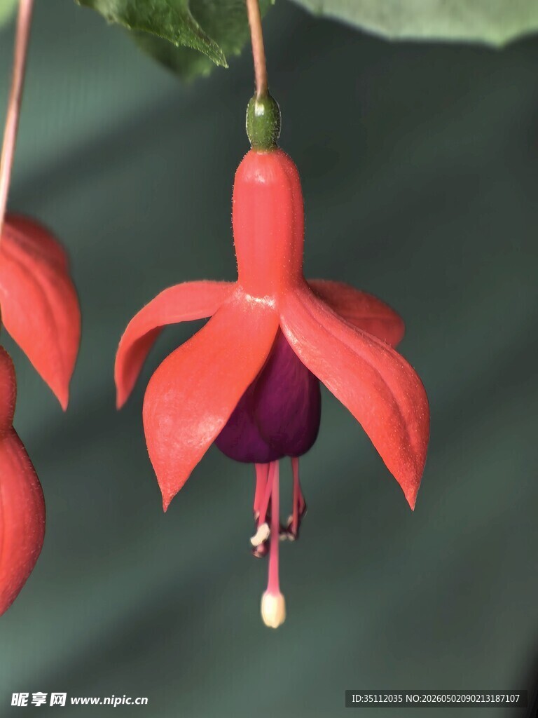 倒挂金钟花朵特写