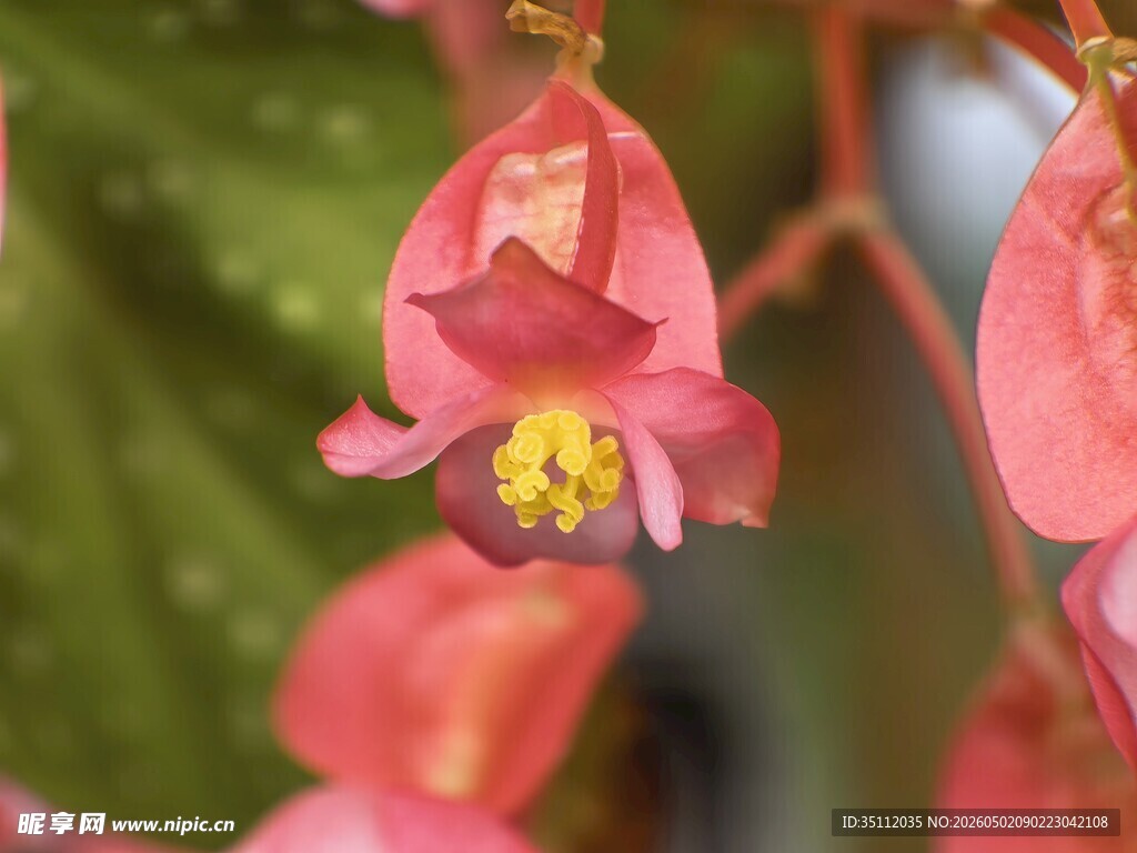 娇艳粉色秋海棠花朵