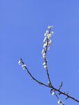 李子花