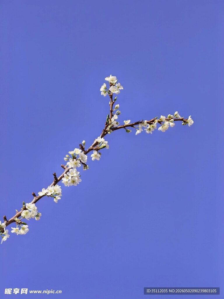 李子花